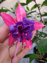 Load image into Gallery viewer, Winston Churchill Fuchsia (Double-Flowered, Upright)