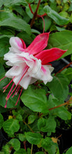 Load image into Gallery viewer, Sheryl Ann Fuchsia (Double-Flowered, Trailing)