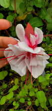 Load image into Gallery viewer, Sheryl Ann Fuchsia (Double-Flowered, Trailing)