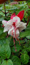 Load image into Gallery viewer, Sheryl Ann Fuchsia (Double-Flowered, Trailing)
