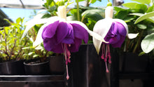 Load image into Gallery viewer, Golden Anniversary Fuchsia (Double-Flowered Trailing)