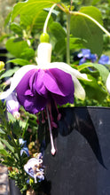 Load image into Gallery viewer, Golden Anniversary Fuchsia (Double-Flowered Trailing)