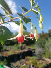 Load image into Gallery viewer, Anita Fuchsia (Upright)