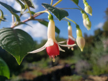 Load image into Gallery viewer, Anita Fuchsia (Upright)