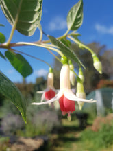 Load image into Gallery viewer, Anita Fuchsia (Upright)