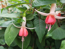 Load image into Gallery viewer, Anita Fuchsia (Upright)