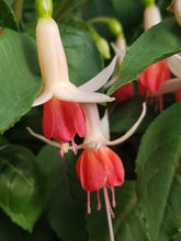 Load image into Gallery viewer, Anita Fuchsia (Upright)