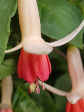 Load image into Gallery viewer, Anita Fuchsia (Upright)