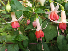 Load image into Gallery viewer, Anita Fuchsia (Upright)