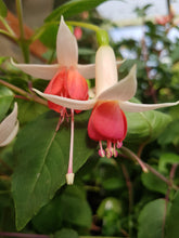 Load image into Gallery viewer, Anita Fuchsia (Upright)