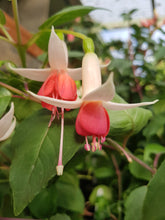 Load image into Gallery viewer, Anita Fuchsia (Upright)