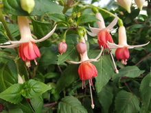 Load image into Gallery viewer, Anita Fuchsia (Upright)