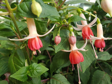 Load image into Gallery viewer, Anita Fuchsia (Upright)