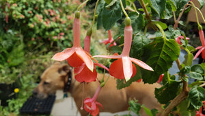 Lord Lonsdale Fuchsia