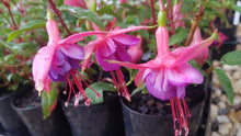 Load image into Gallery viewer, Winston Churchill Fuchsia (Double-Flowered, Upright)