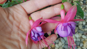 Winston Churchill Fuchsia (Double-Flowered, Upright)
