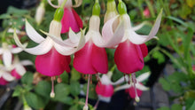 Load image into Gallery viewer, Joy Patmore Fuchsia (Upright)