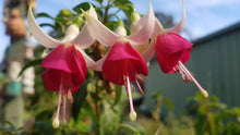 Load image into Gallery viewer, Joy Patmore Fuchsia (Upright)
