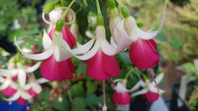 Load image into Gallery viewer, Joy Patmore Fuchsia (Upright)