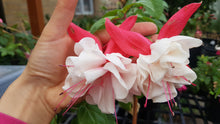 Load image into Gallery viewer, Omar Giant Fuchsia (Double-Flowered, Trailing)