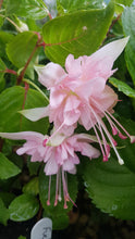 Load image into Gallery viewer, Acclamation Fuchsia (Double-Flowered, Trailing)