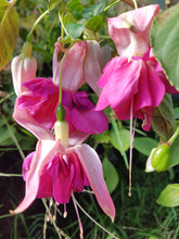 Load image into Gallery viewer, Seventh Heaven Fuchsia (Double-Flowered, Trailing)