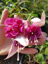Load image into Gallery viewer, Seventh Heaven Fuchsia (Double-Flowered, Trailing)