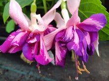 Load image into Gallery viewer, Royal Mosaic Fuchsia (Double-Flowered, Trailing)