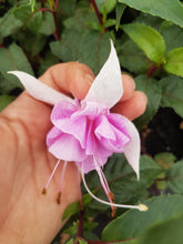 Load image into Gallery viewer, Blue Veil Fuchsia (Double-Flowered Trailing)