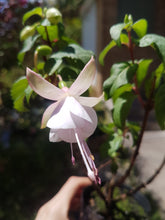 Load image into Gallery viewer, Lady's Eardrops Carla Johnson Fuchsia (Upright)