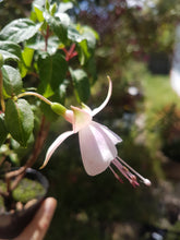 Load image into Gallery viewer, Lady's Eardrops Carla Johnson Fuchsia (Upright)