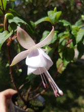 Load image into Gallery viewer, Lady's Eardrops Carla Johnson Fuchsia (Upright)