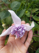 Load image into Gallery viewer, Happy Anniversary Fuchsia (Double-Flowered Trailing)