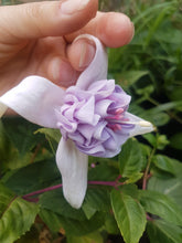 Load image into Gallery viewer, Happy Anniversary Fuchsia (Double-Flowered Trailing)