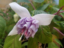 Load image into Gallery viewer, Happy Anniversary Fuchsia (Double-Flowered Trailing)