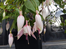 Load image into Gallery viewer, Annabelle Fuchsia (Double-Flowered, Upright)