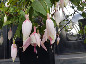 Annabelle Fuchsia (Double-Flowered, Upright)