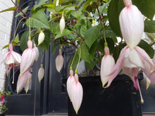 Load image into Gallery viewer, Annabelle Fuchsia (Double-Flowered, Upright)