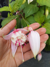 Load image into Gallery viewer, Annabelle Fuchsia (Double-Flowered, Upright)