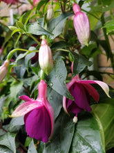 Load image into Gallery viewer, Delta's Groom Fuchsia (Upright)