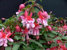 Load image into Gallery viewer, R.A.F Fuchsia (Double-Flowered, Trailing)