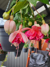 Load image into Gallery viewer, Peachy Fuchsia (Double-Flowered, Upright)