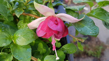 Load image into Gallery viewer, Seventh Heaven Fuchsia (Double-Flowered, Trailing)