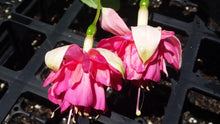 Load image into Gallery viewer, Peachy Fuchsia (Double-Flowered, Upright)