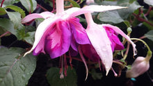 Load image into Gallery viewer, Royal Mosaic Fuchsia (Double-Flowered, Trailing)
