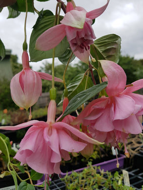Leila Fuchsia (Double-flowered/Upright)