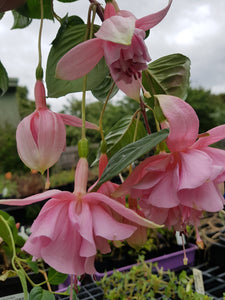 Leila Fuchsia (Double-flowered/Upright)