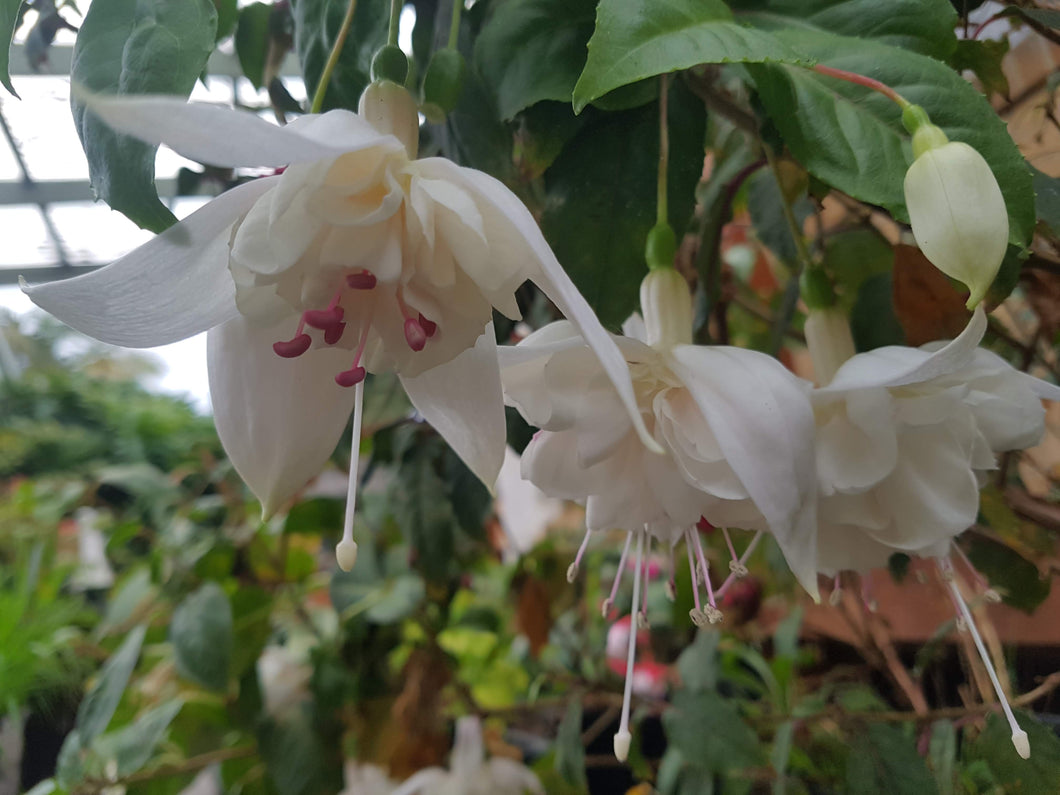 White King Fuchsia (Double-Flowered, Upright)