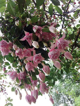 Load image into Gallery viewer, Archie Owen Fuchsia (Double-Flowered, Upright)