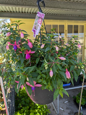 Ballerina's Brise Fuchsia in hanging basket. Special listing for local customers. Pick up only